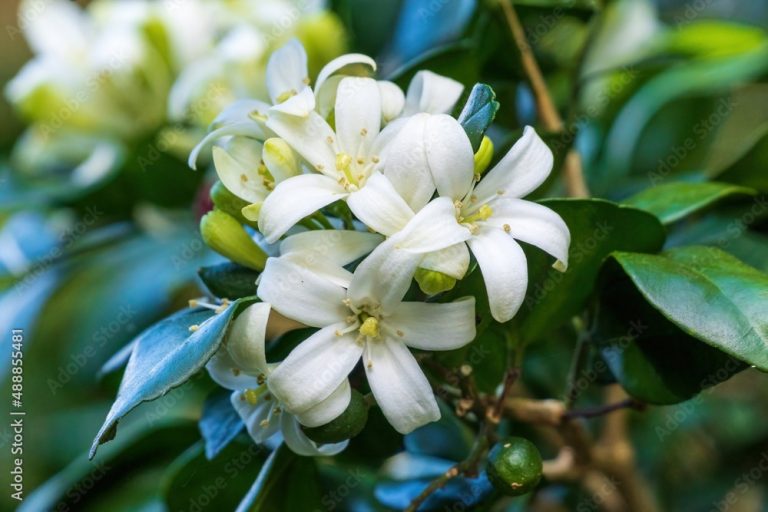 Reviving Your Orange Jessamine