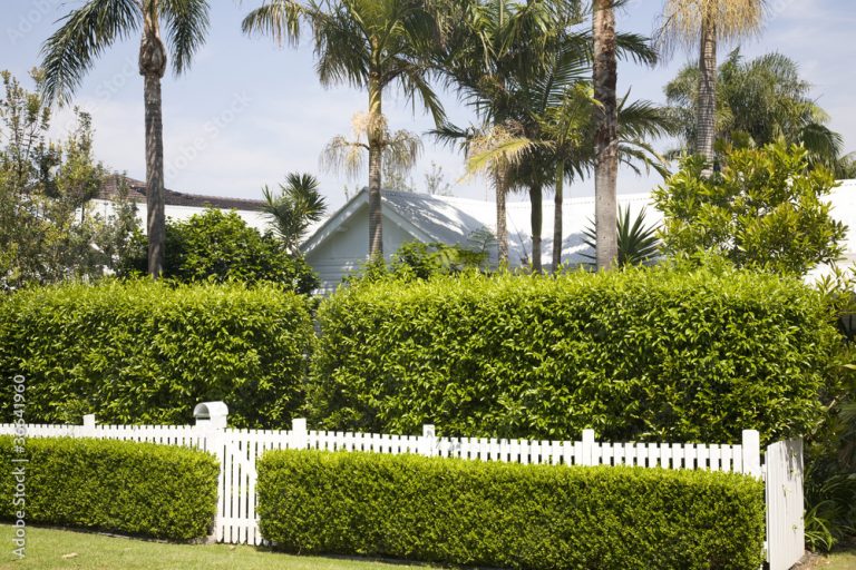 Hedging your Bets: Discovering the Best Hedge for your Yard
