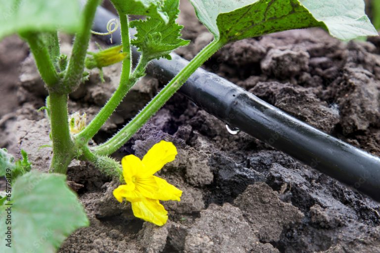 Irrigation: The Secret to a Happy Garden